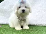 Maltis Terrier