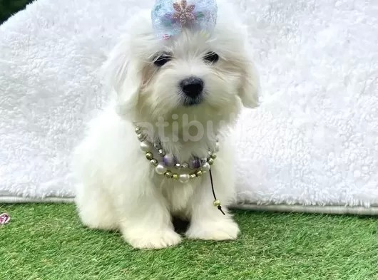 Maltis Terrier