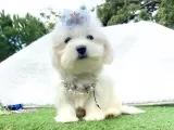 Maltis Terrier