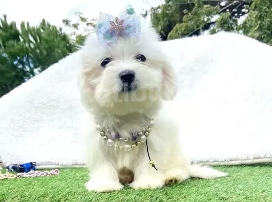 Maltis Terrier görsel