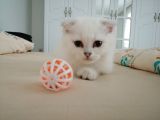 Scottish Fold Kıvrık Kulak