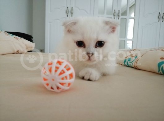 Scottish Fold Kıvrık Kulak görsel