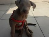 Satılık Erkek Pitbull