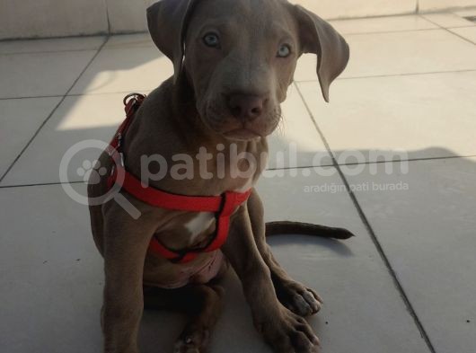 Satılık Erkek Pitbull görsel