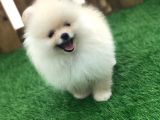 Irk Ve Sağlık Garantili Pomeranian Boo Yavrularımız