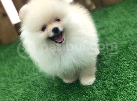 Irk ve Sağlık Garantili Pomeranian Boo Yavrularımız