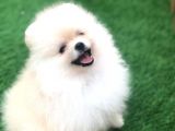 Irk Ve Sağlık Garantili Pomeranian Boo Yavrularımız