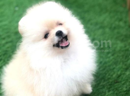 Irk Ve Sağlık Garantili Pomeranian Boo Yavrularımız görsel