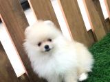 Irk Ve Sağlık Garantili Pomeranian Boo Yavrularımız