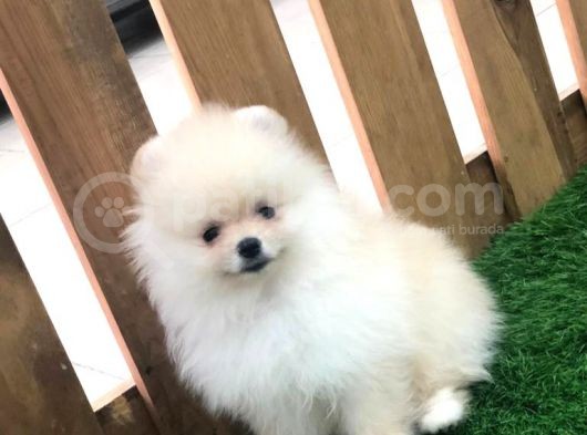 Irk Ve Sağlık Garantili Pomeranian Boo Yavrularımız görsel