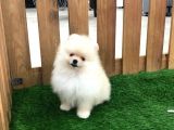 Irk Ve Sağlık Garantili Pomeranian Boo Yavrularımız