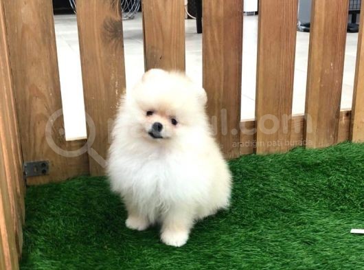 Irk Ve Sağlık Garantili Pomeranian Boo Yavrularımız görsel
