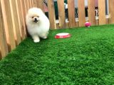 Irk Ve Sağlık Garantili Pomeranian Boo Yavrularımız