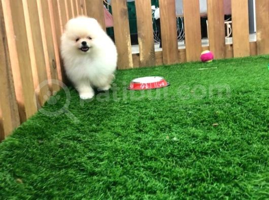 Irk Ve Sağlık Garantili Pomeranian Boo Yavrularımız görsel