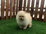 Irk Ve Sağlık Garantili Pomeranian Boo Yavrularımız