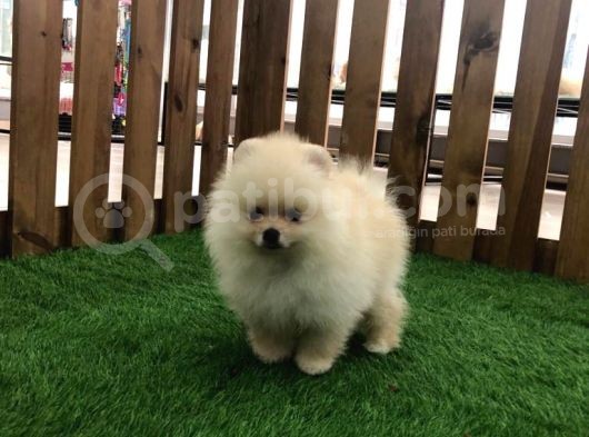 Irk Ve Sağlık Garantili Pomeranian Boo Yavrularımız görsel