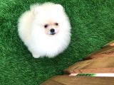 Irk Ve Sağlık Garantili Pomeranian Boo Yavrularımız