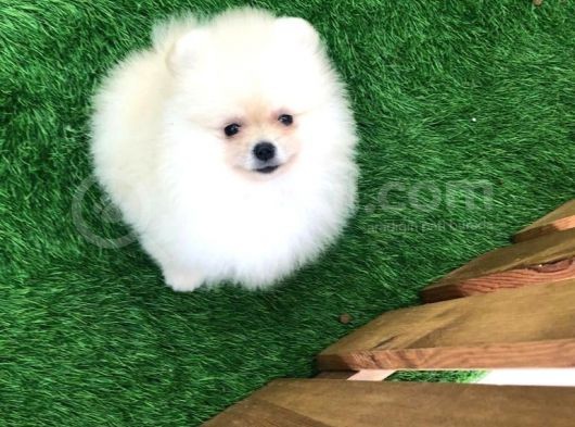 Irk Ve Sağlık Garantili Pomeranian Boo Yavrularımız görsel