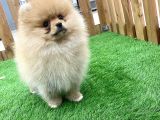 Erkek Ve Dişi Pomeranian Boo