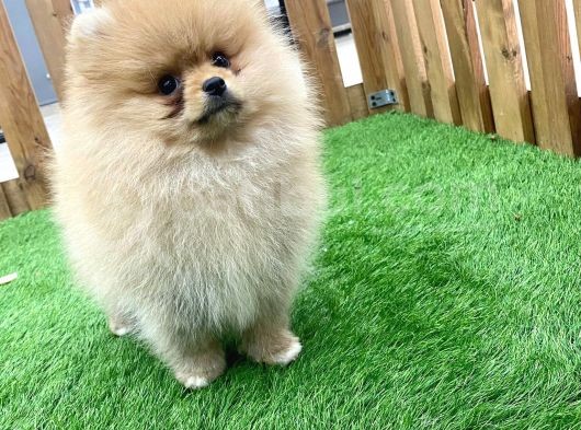 Erkek Ve Dişi Pomeranian Boo görsel