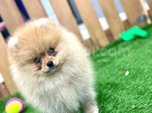 Erkek ve Dişi Pomeranian Boo