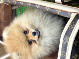 Erkek Ve Dişi Pomeranian Boo