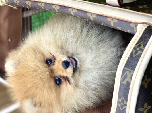 Erkek Ve Dişi Pomeranian Boo görsel
