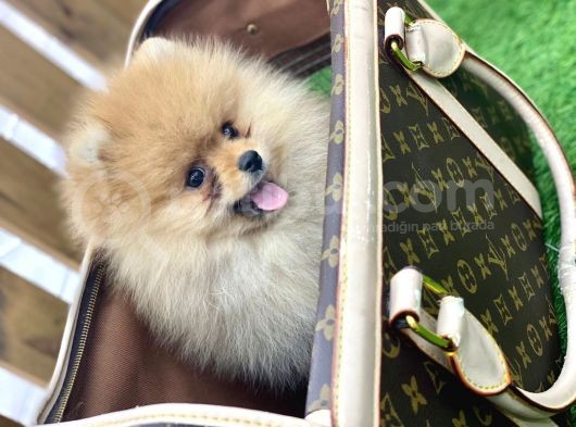 Erkek Ve Dişi Pomeranian Boo görsel