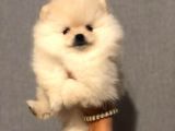 Mükemmel Kalitede Pomeranian Boo