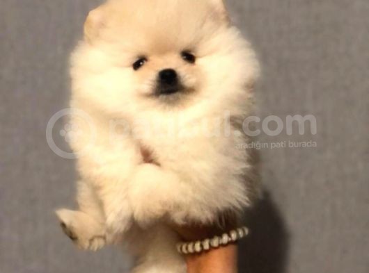 Mükemmel Kalitede Pomeranian Boo görsel