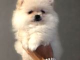Mükemmel Kalitede Pomeranian Boo