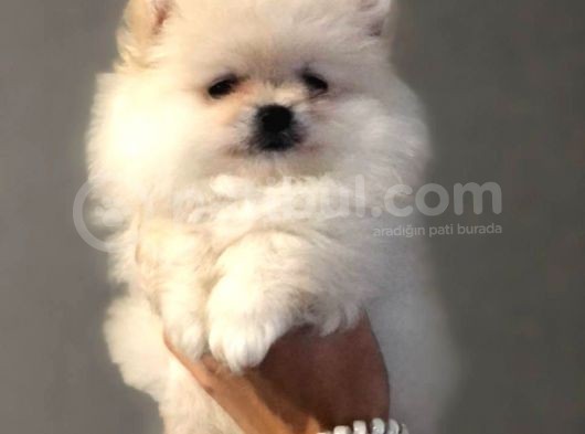 Mükemmel Kalitede Pomeranian Boo