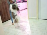 10 Aylık Shih Tzu