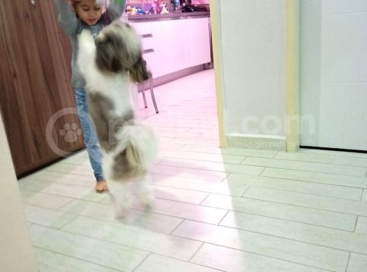 10 Aylık Shih Tzu görsel