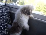 10 Aylık Shih Tzu