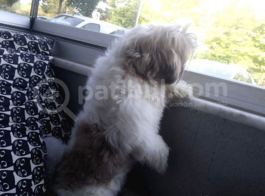 10 Aylık Shih Tzu görsel