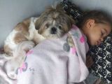 10 Aylık Shih Tzu