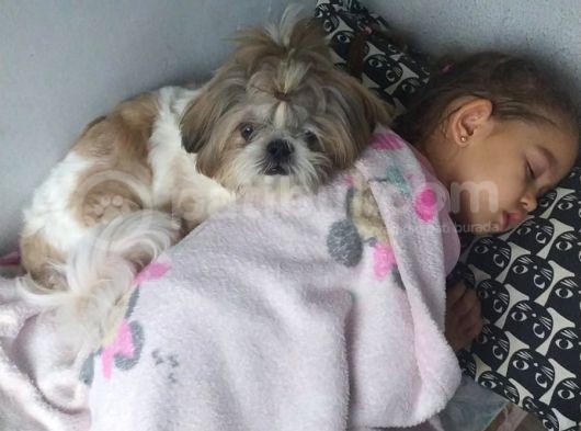 10 Aylık Shih Tzu görsel