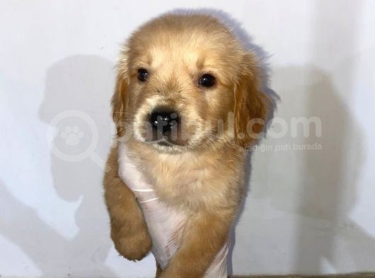 Golden Yavrular görsel