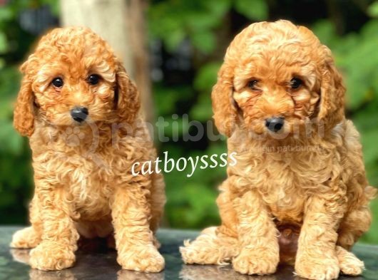 Apricot Toy Poodle Kardeşler (Dişi,Erkek) görsel