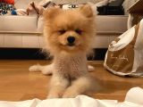 Pomeranian Boo Surat