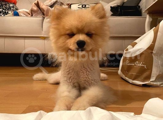 Pomeranian Boo Surat görsel