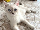 British Shorthair Silverpoint Ns11 4,5 Aylık Kedi