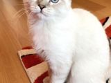 British Shorthair Silverpoint Ns11 4,5 Aylık Kedi