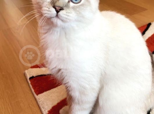 British Shorthair Silverpoint Ns11 4,5 Aylık Kedi görsel