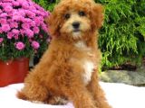 Mi̇nyatür Labradoodle Yavrularimiz Si̇zlerle