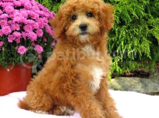Mi̇nyatür Labradoodle Yavrularimiz Si̇zlerle