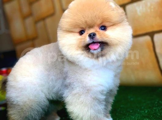 Sevimli Sempatik Pomeranian Boo Oğlumuz Hugo