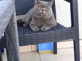 British Shorthair Teslima Hazır Yavrular