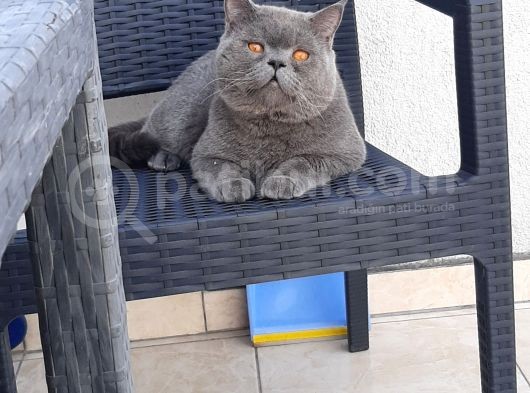 British Shorthair Teslima Hazır Yavrular görsel